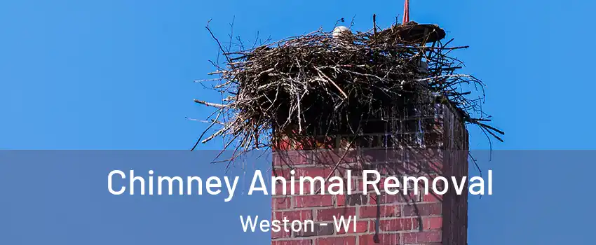  Chimney Animal Removal Weston - WI