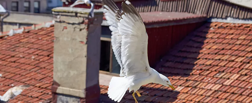 Residential Chimney Animal Removal Solution in Weston, WI
