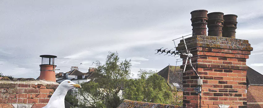 Chimney Cleaning And Restoration in Weston, Wisconsin
